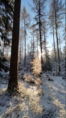 Snowy winter landscapes in the forest with lightrays and melting snow in Neuhof, Germany.