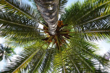 unter Palme mit Kokosnuss fotografiert von unten nach oben - Perspektivenwechsel am Strand