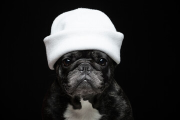 image of dog hat dark background 