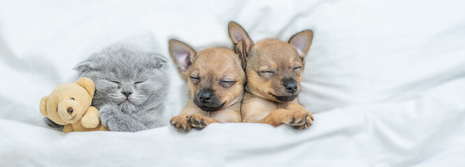 Tiny Toy terrier puppies  and cute kitten sleep together with favorite toy bear under a white...