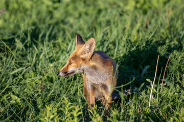 little fox in the wild. south of Russia. Animals.