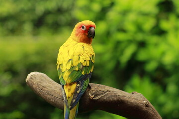 Colorful Sun Conure Bird