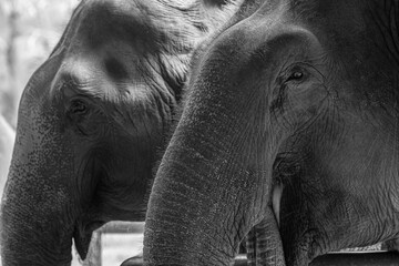 Asian elephant black and white photo