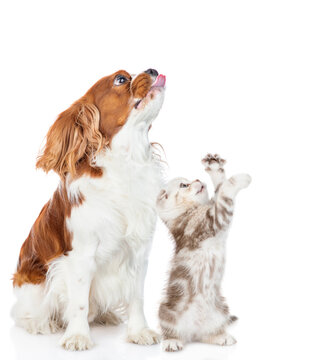 Сavalier King Charles Spaniel puppy and tabby  kitten sit together in profile and look away and up on empty space. isolated on white background