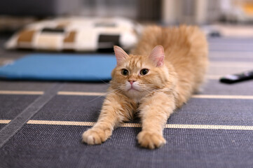 伸びをする猫（マンチカン）