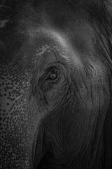 Asian elephant black and white photo