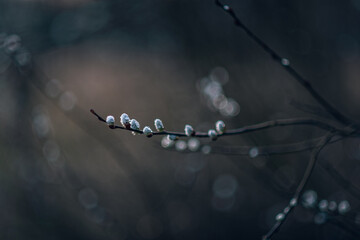 Nature in morning