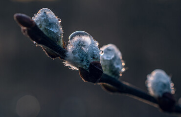 Nature in morning