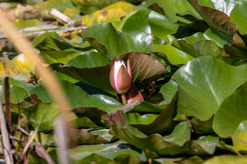 Blooming water lilies in a small lake