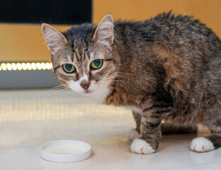 The European Shorthair is looking to camera and going to eating a cream. Close-up.