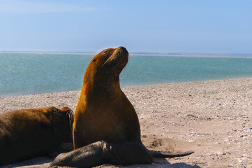 Sea lions on the beach taking care of his little baby