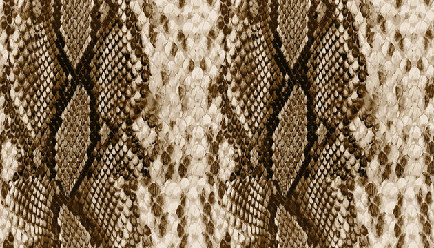 Seamless snake skin, animal print