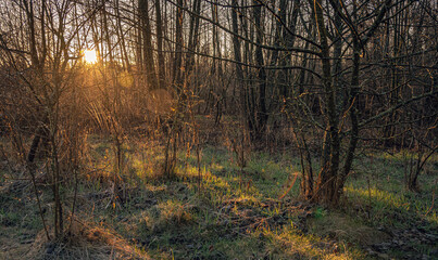 Obraz premium Spring landscape