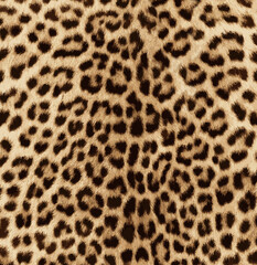 Seamless leopard texture, animal print - obrazy, fototapety, plakaty
