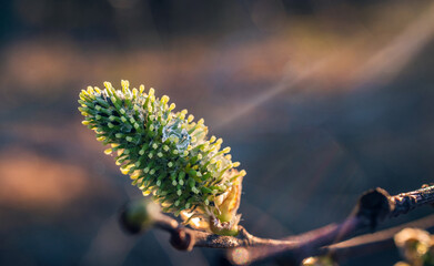 Fruit tree blooming