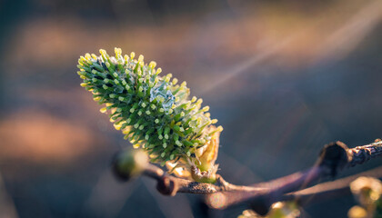 Fruit tree blooming