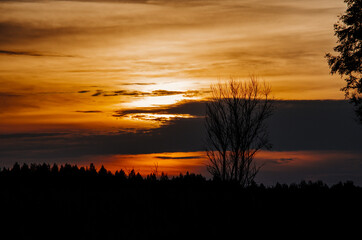 Obraz premium Summer sunset in a blooming field. Silhouettes of bushes and trees. Landscape of Russia