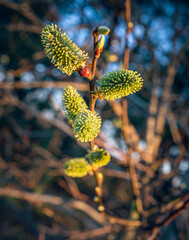 Fruit tree blooming