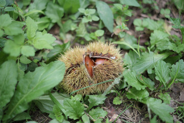 Chestnut Picking in Japan 