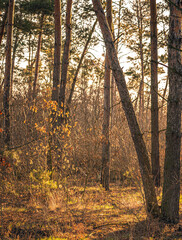 Spring landscape