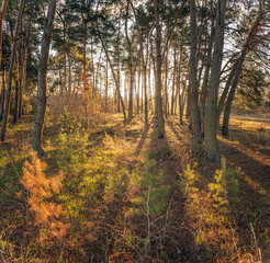 Fototapeta premium Spring landscape