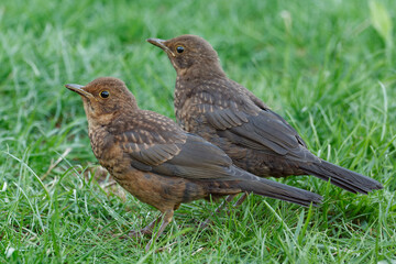Junge Amseln im Gras