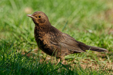 Juvenile Amsel