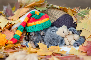 Dachshund puppy wearing warm hat and kitten sleep together under warm blanket in autumn foliage. KItten hugs favorite toy bear