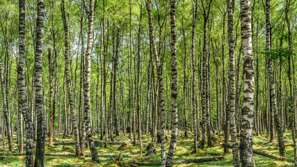 Birch trees in the forest in summer 