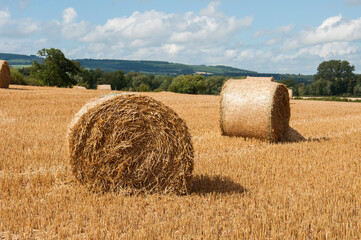 Bales of straw in a summer field