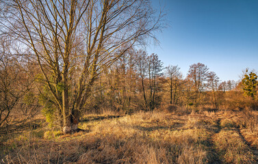 Fototapeta premium Sunrise on river