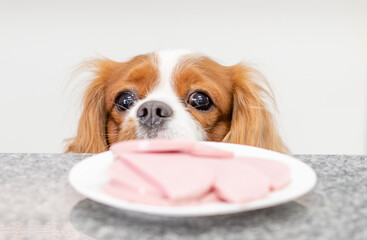 King Charles Spaniel dog tries to steal food from the kitchen table