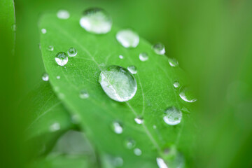 Green leaves and drops of water are used for natural background.