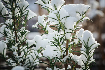 Rosmarin, winterhart, mit Schnee bedeckt
