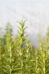 Barbeque rosemary (Rosmarinus officinalis 'Barbeque') herb plant 