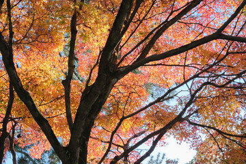 Nara Park in Autumn in Japan