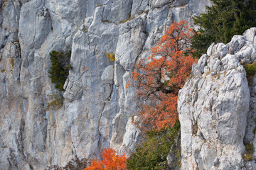 colorful trees grow on the rock
