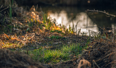 Morning nature in sunlight and dew