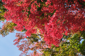 Nara Park in Autumn in Japan