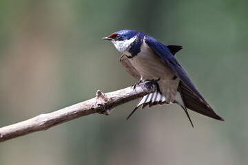 Lone White Throated Swallow sitting on a perch in the sun to rest
