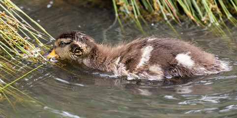 Naklejka premium Lone Yellow billed ducklings swimming on surface of a pond