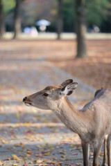 Nara Park in Autumn in Japan