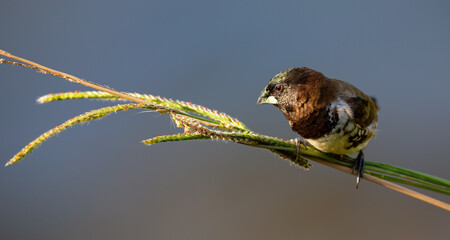 Bronze mannikin bird sitting in stems of grass to eat fresh seeds