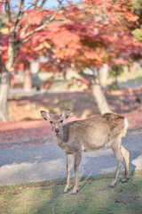 Nara Park in Autumn in Japan