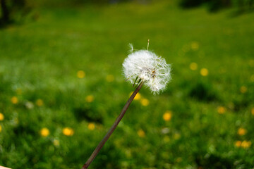 Diente de le&oacute;n