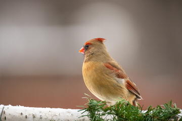 Close-up of a female  northern cardinal bird looking sideways