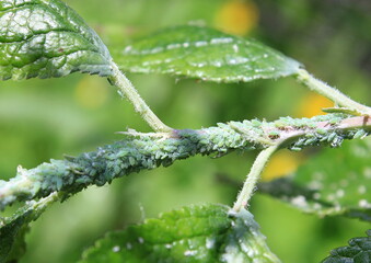 green aphid on a branch