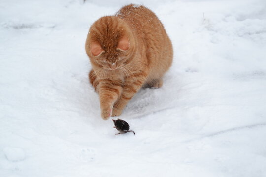 Cat on the hunt