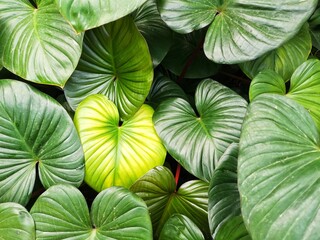 green leaves background