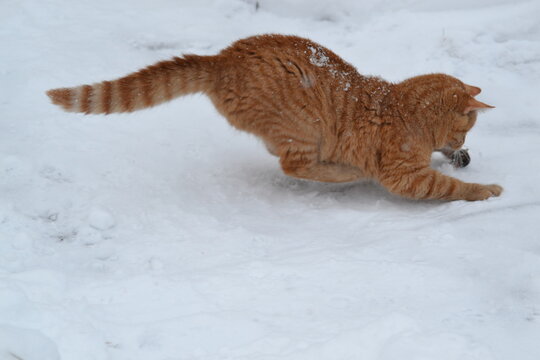 Cat on the hunt
